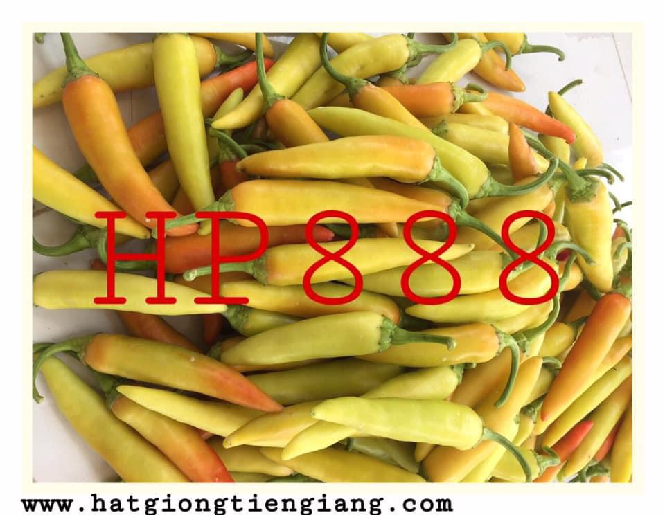 Hạt Giống Ớt Sừng Vàng HP 888 (Gói 5 Gam)