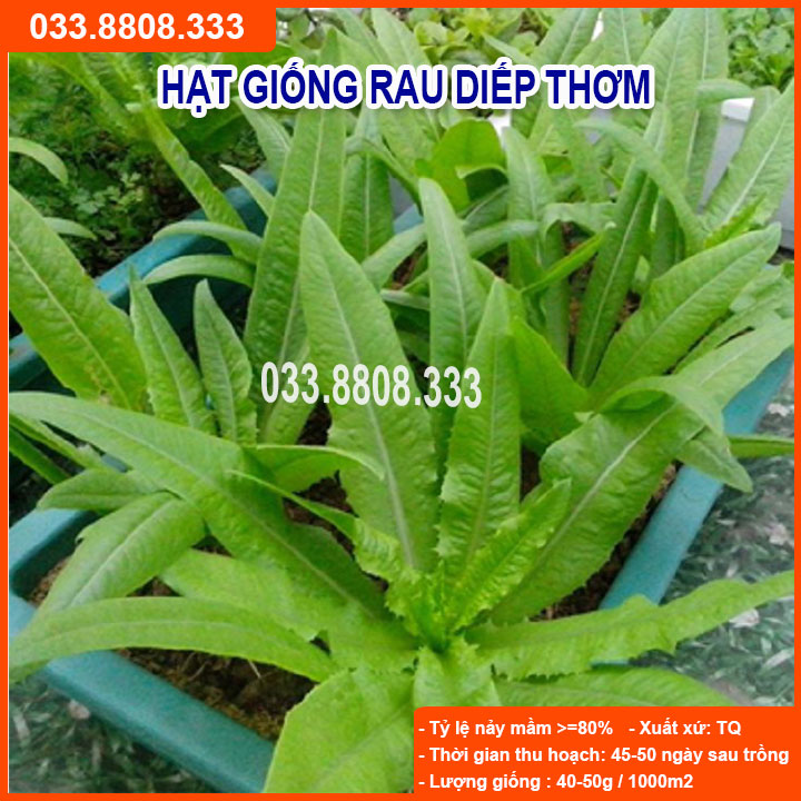 Hạt giống rau diếp thơm -chất lượng hạt giống cao
