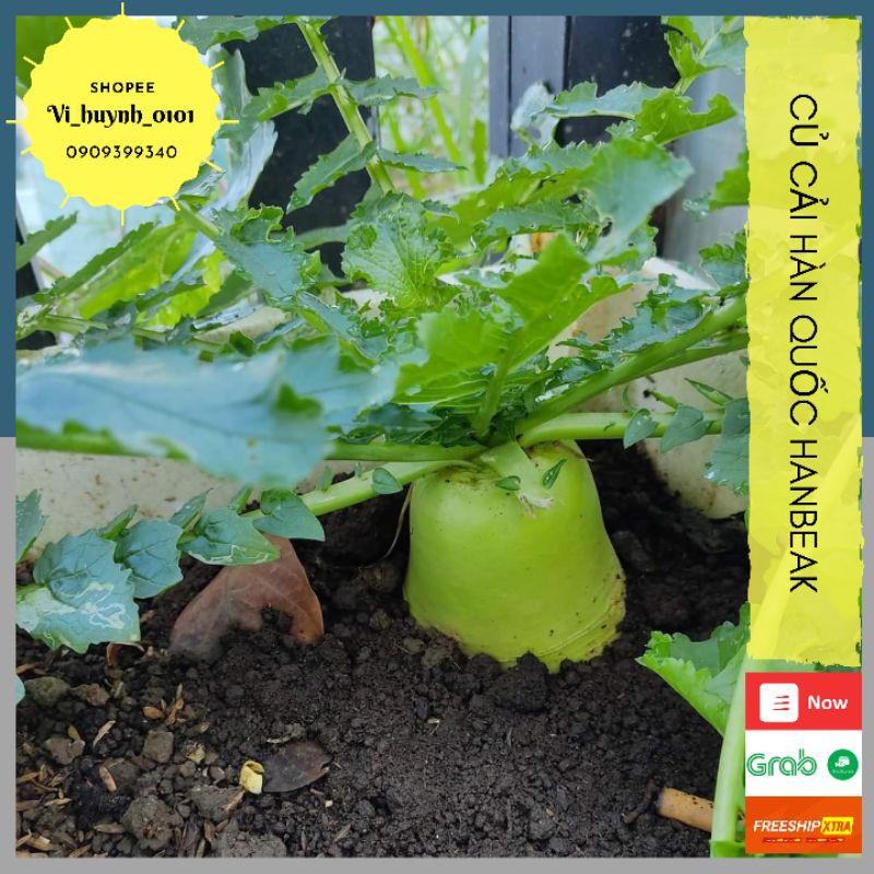 Combo Hạt Giống Củ Cải Hàn Quốc Khổng Lồ Hanbeak Giống Nhập Mỹ Ăn Giòn Ngọt, Củ To Và Siêu Dễ Trồng