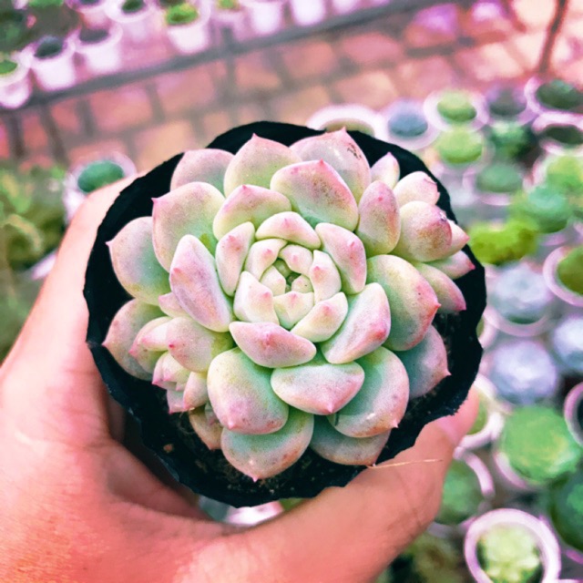 SEN ĐÁ DÙ HỒNG SIZE BÉ SIÊU KHỎE ĐẸP LỖI 1 ĐỔI 1