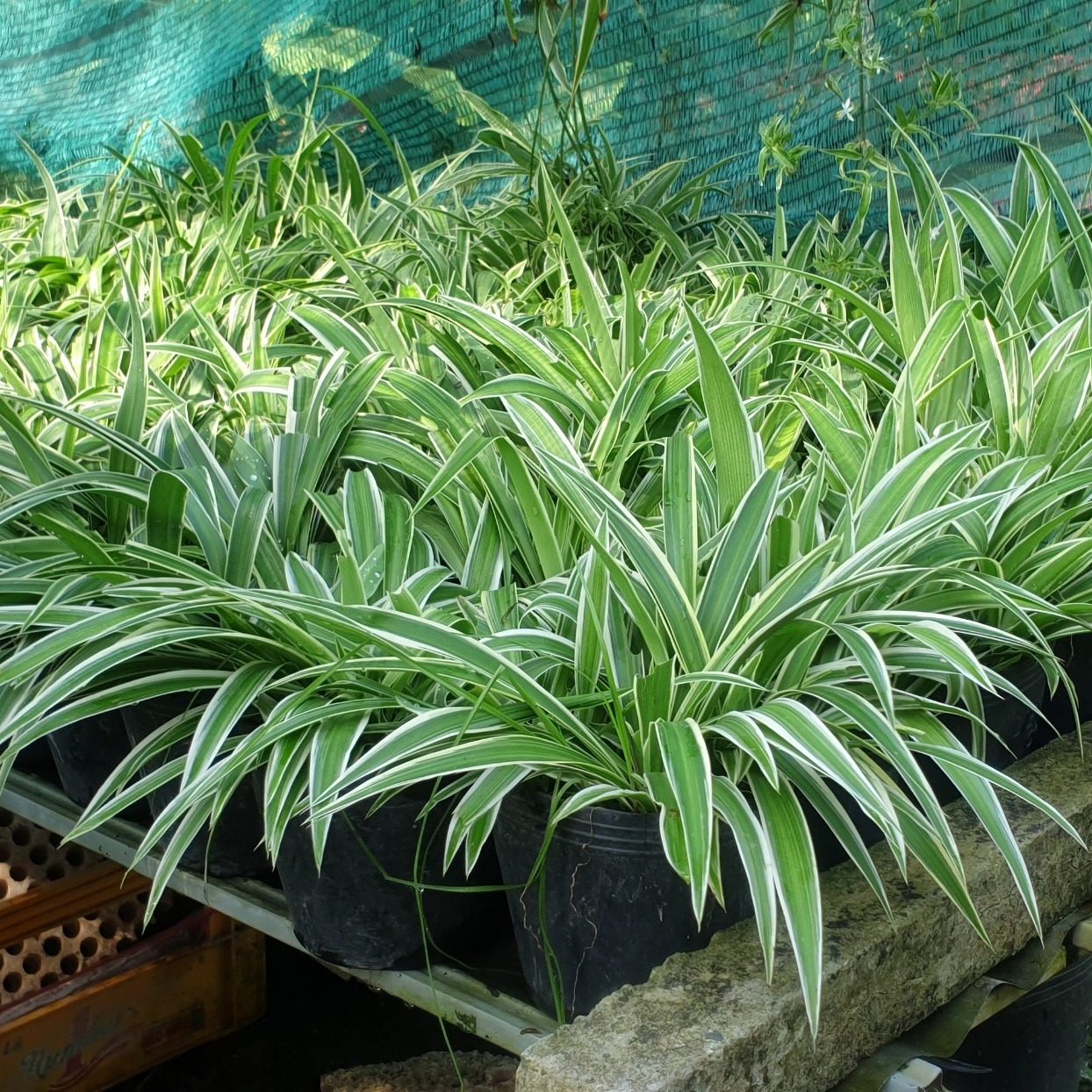 [TẶNG PHÂN BÓN] Cây cỏ lan chi (ngãi phát tài)- MH: TMM1006