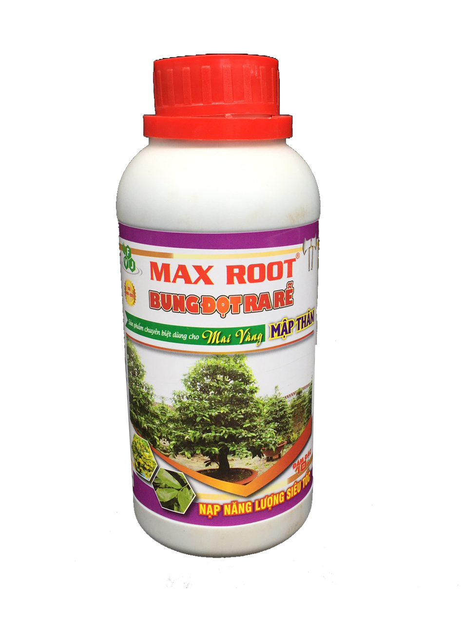 Bung Đọt Ra Rễ - Chuyên Mai Vàng 1L