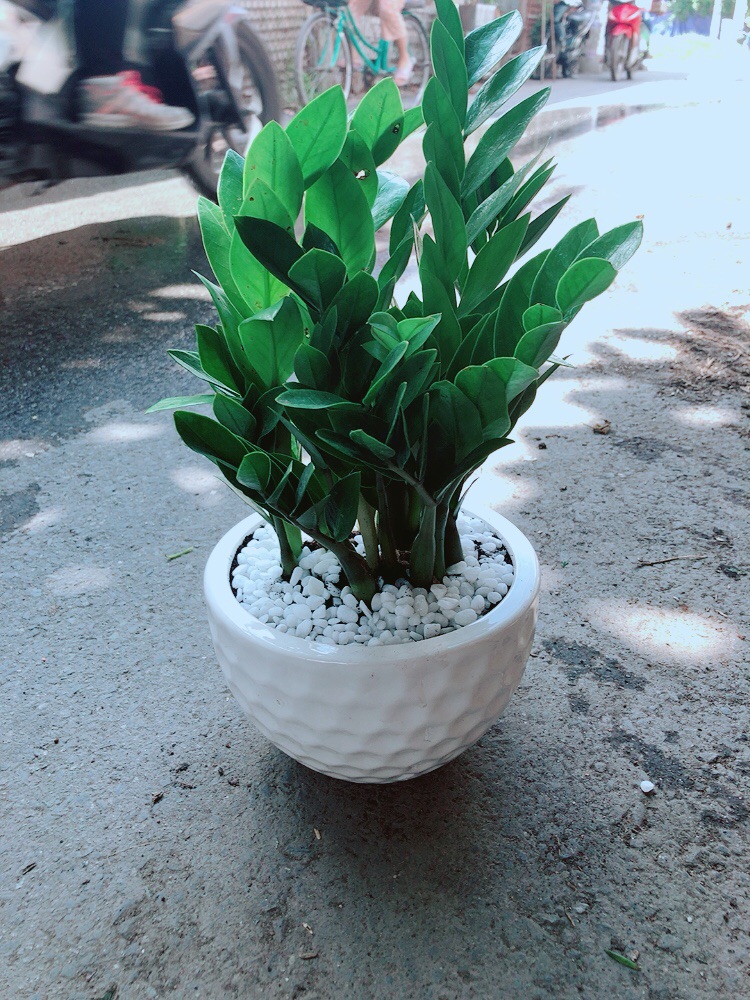 [HCM]Chậu Kim Tiền