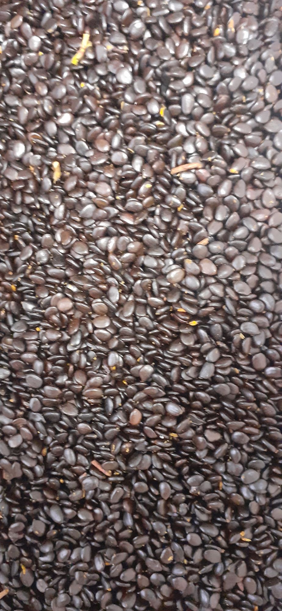 500 gram hạt giống keo lai