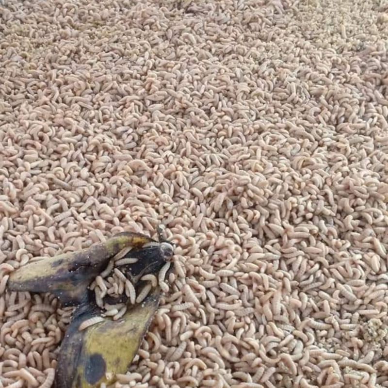 trứng ruồi lính đen 60k/10gram