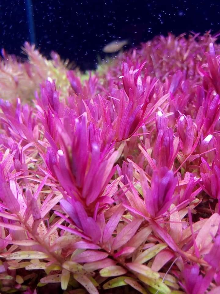 Cây Thuỷ Sinh Vảy ốc Hồng - Rotala Pink