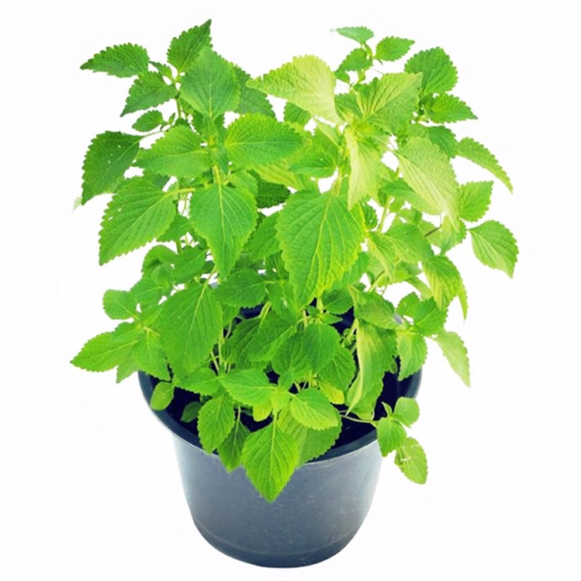 Hạt Giống Rau Kinh Giới - Rau gia vị