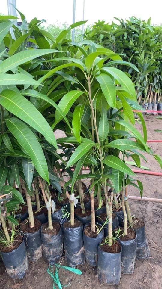 Cây giống xoài tím - giống chuẩn f1