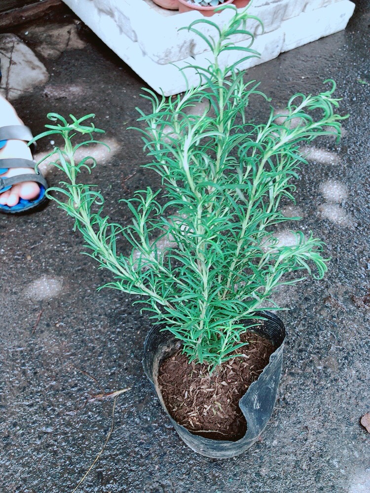 Chậu Hương Thảo