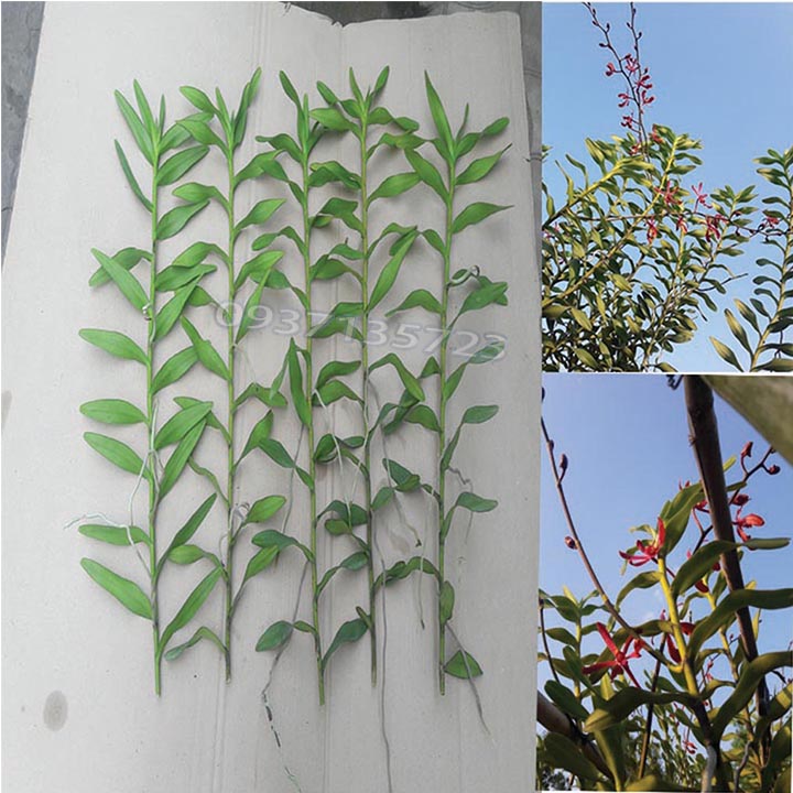 [HCM]COMBO 5 CÂY LAN PHƯỢNG VĨ ĐỎ - CÂY CON