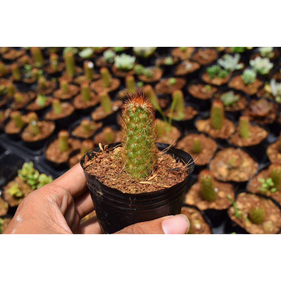 Xương Rồng Thạch Trụ Thiên Cây Đơn
