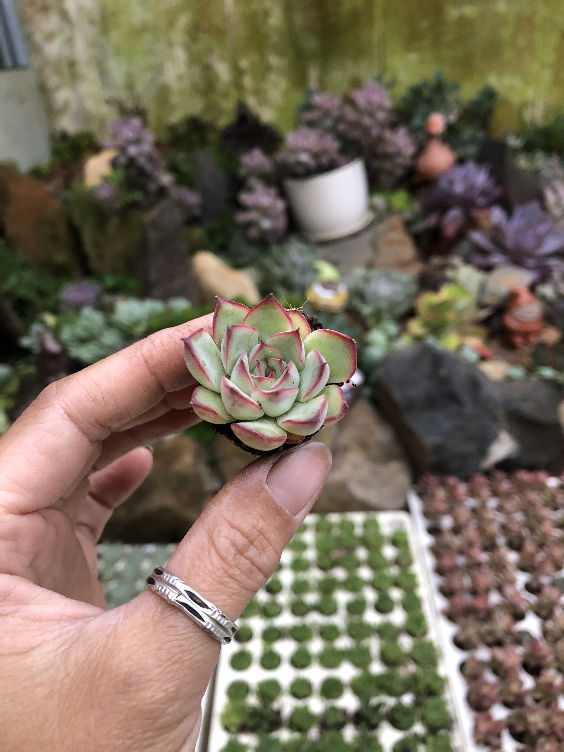 Sen vỉ mini 6k