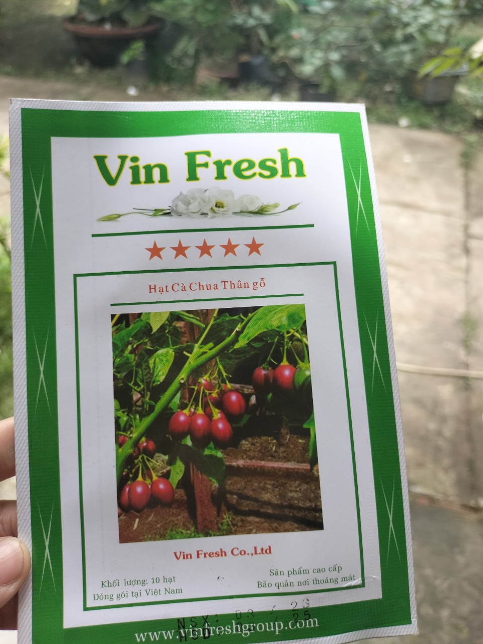 Hạt giống cà chua thân gỗ - 10 hạt