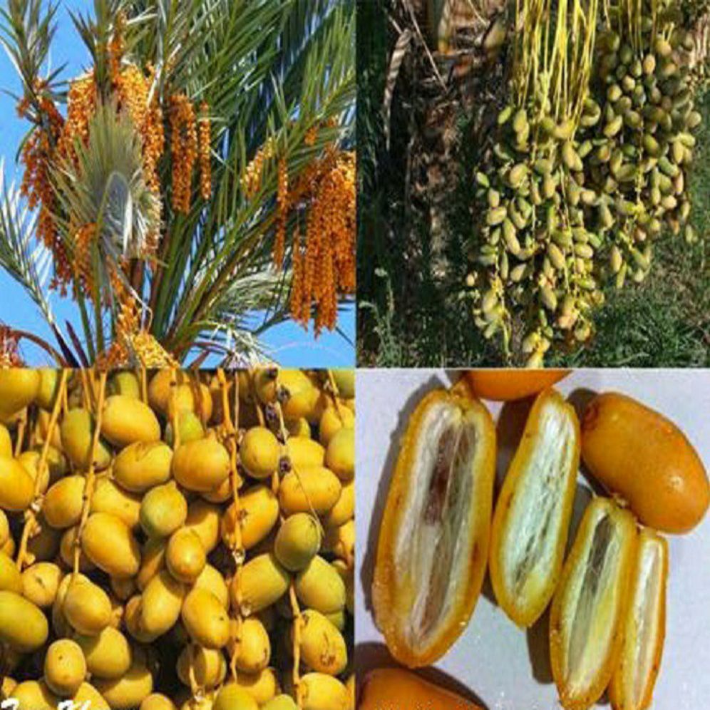 Cây chà là Isreal