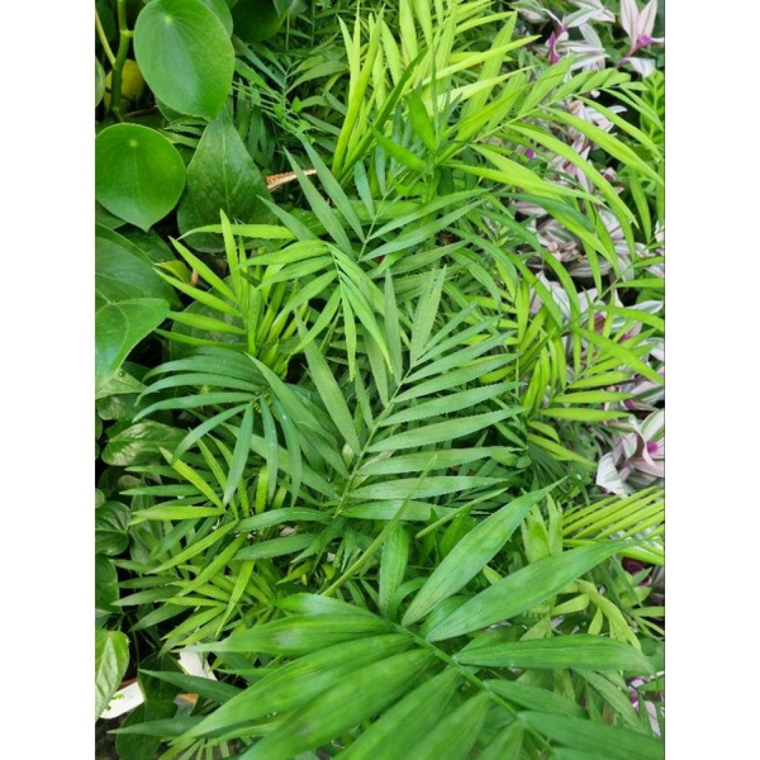 Cây cau tiểu châm (chậu nhiều thân)