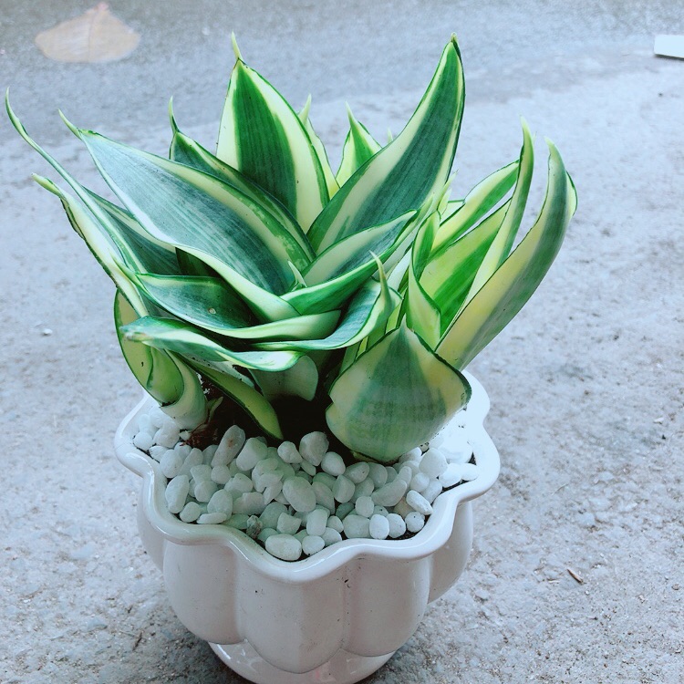 Chậu lưỡi hổ thái vàng