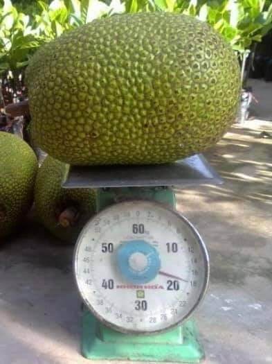 Cây giống mít lùn ruột đỏ siêu trái SIÊU SỚM (ảnh thật) (có abor hành được kiểm tra hàng )