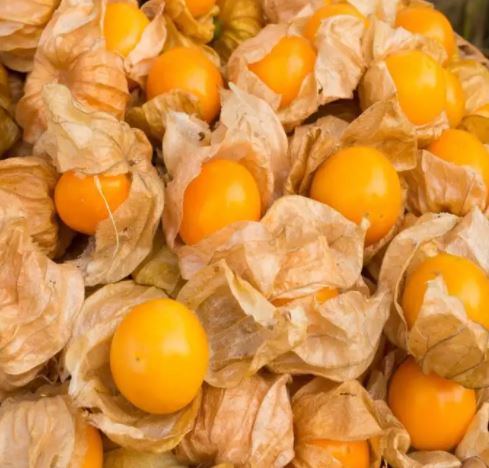 [HCM]Gói 50  hạt giống Thù Lù 30cm Trồng Chậu Vị Dứa Vàng