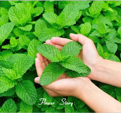 "Gói 100 Hạt " Hạt giống Cây bạc hà chậu Âu