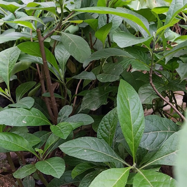 Cây giống cây mật gấu
