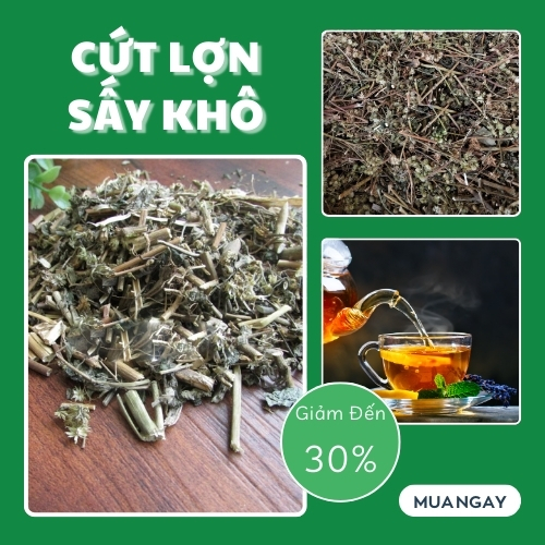 Cây cứt lợn 1kg khô - Hàng công ty chất lượng cao - Chuyên dùng để pha trà thanh nhiệt và giải độc - Thảo Dược Tấn Phát