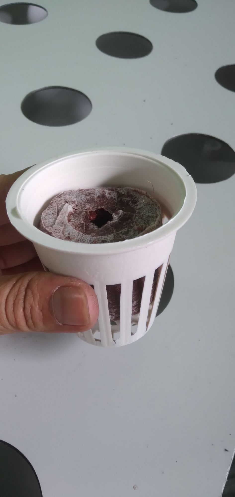 [HCM]Viên nén xơ dừa ( 100 viên)