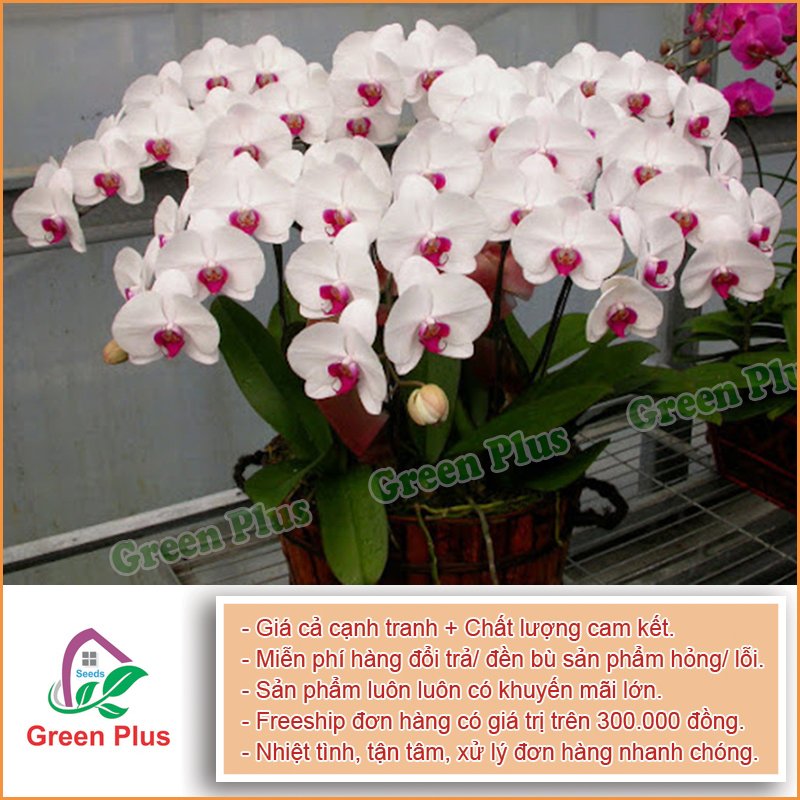 Hạt giống hoa Lan hồ điệp F1- Gói 0,5Gr, được cung cấp bởi Green Plus, xuất xứ Nga đóng gói tại VN, chịu nhiệt 15 – 35 độ
