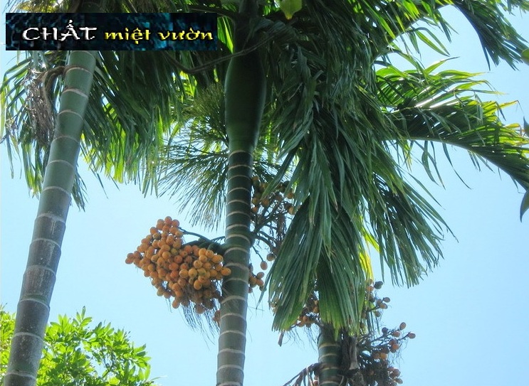 Cây cau ăn trầu giống (cao 25-30cm)