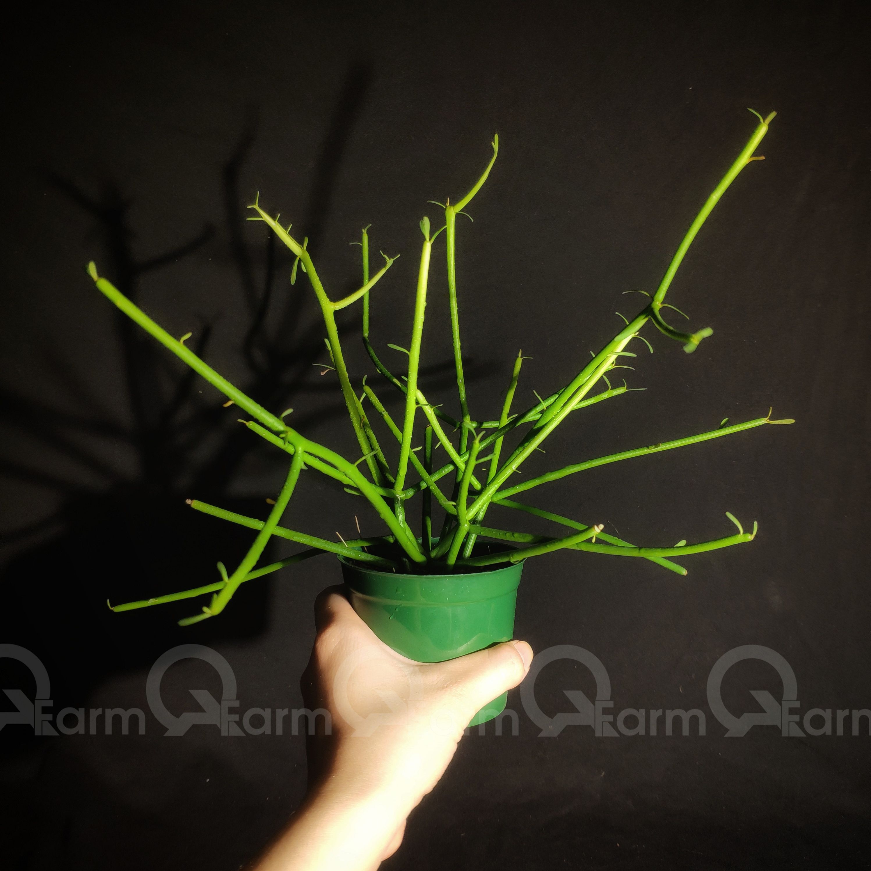 Cây san hô xanh (giao, xương khô, pencil cactus)