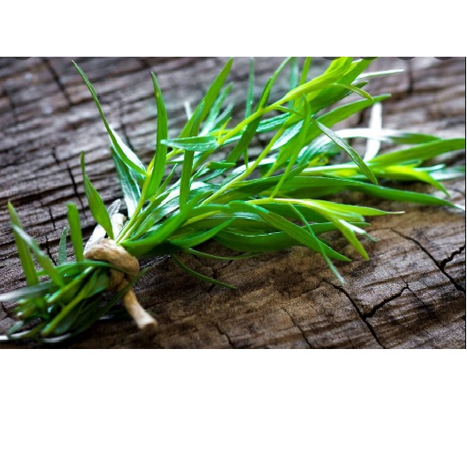 Lá tươi ngải giấm thơm tarragon 50g,100g