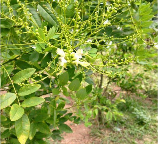Cây hoa hòe, giống cây hoa hòe, cây cao đẹp bầu lớn + Tặng 3 Cây Giống Chè Xanh