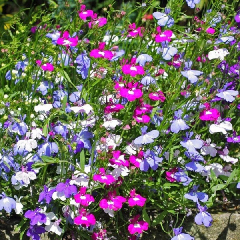 Hạt Giống Hoa Cúc Lobelia (Hoa Thúy Điệp) Mix (100 Hạt)