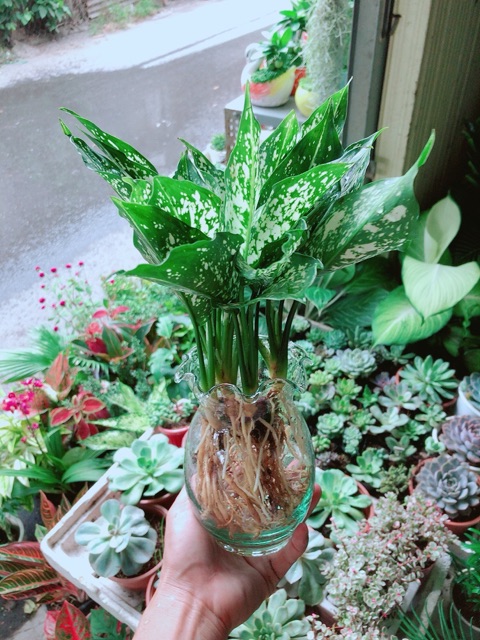 Chậu Cây Ngọc Ngân Thuỷ Sinh