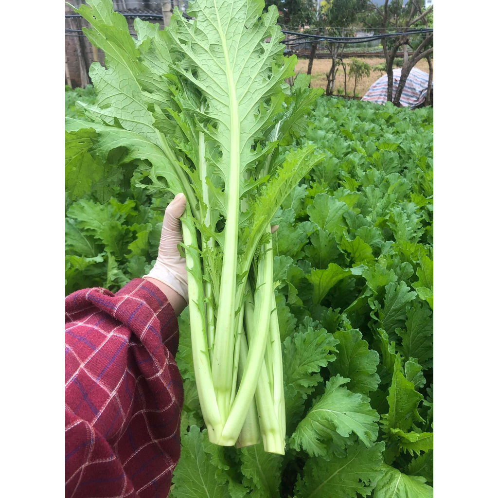 Hạt giống cải mèo Hà Giang