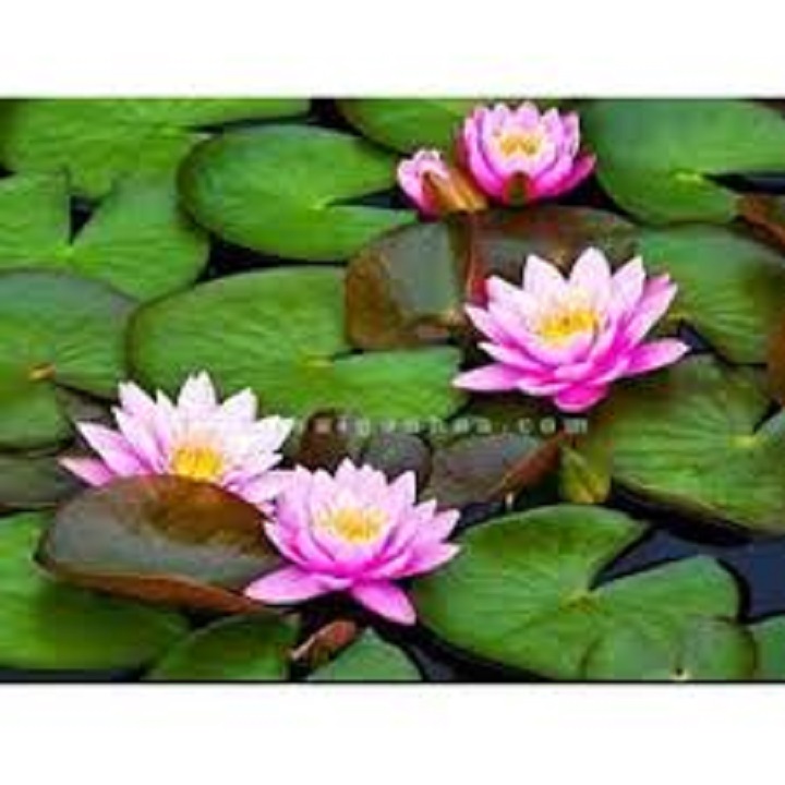 combo 5 củ hoa súng thái mini đủ màu - CSTMN