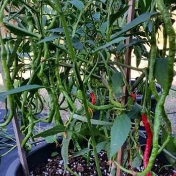 [ Siêu Hạt Giống ] (200-300 hạt) Hạt giống ớt tóc dài hair pepper chilli)