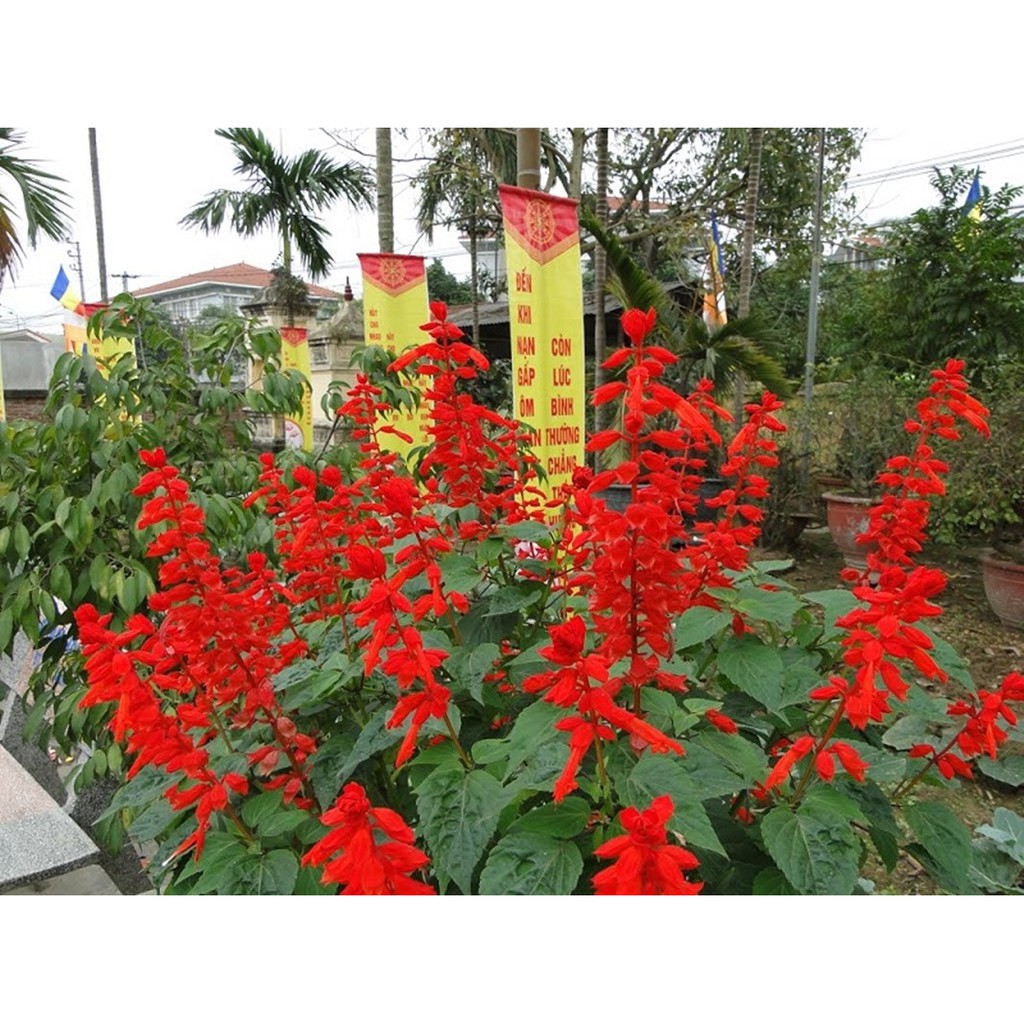 Hạt Hoa Xác Pháo Đỏ - Gói 0,5 Gram