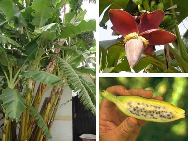 Chuối hột thái lát