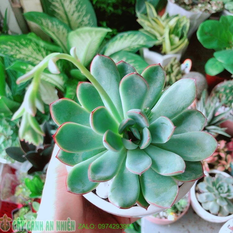 Chậu sen đá viền hồng