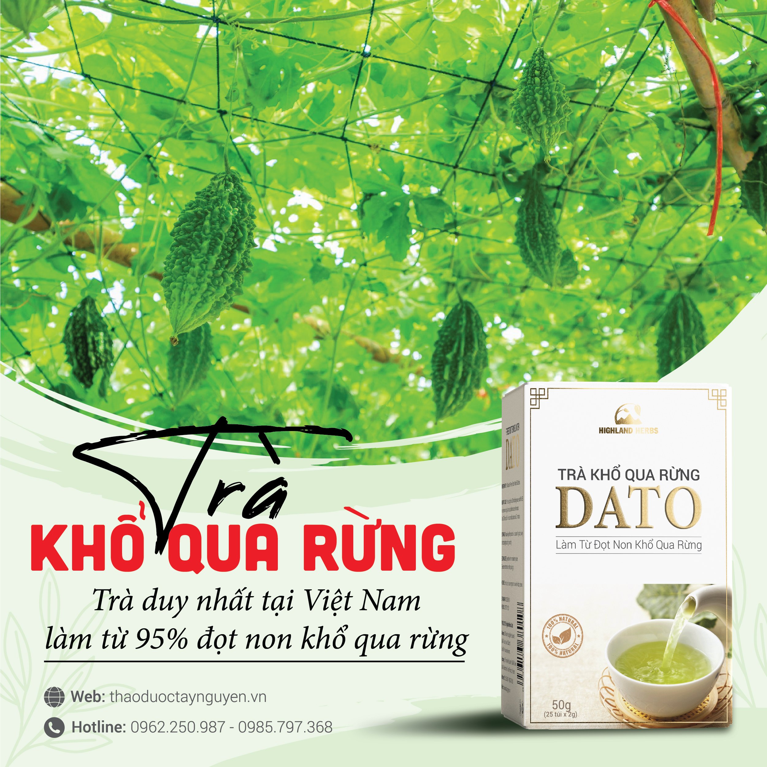 Trà khổ qua rừng DATO