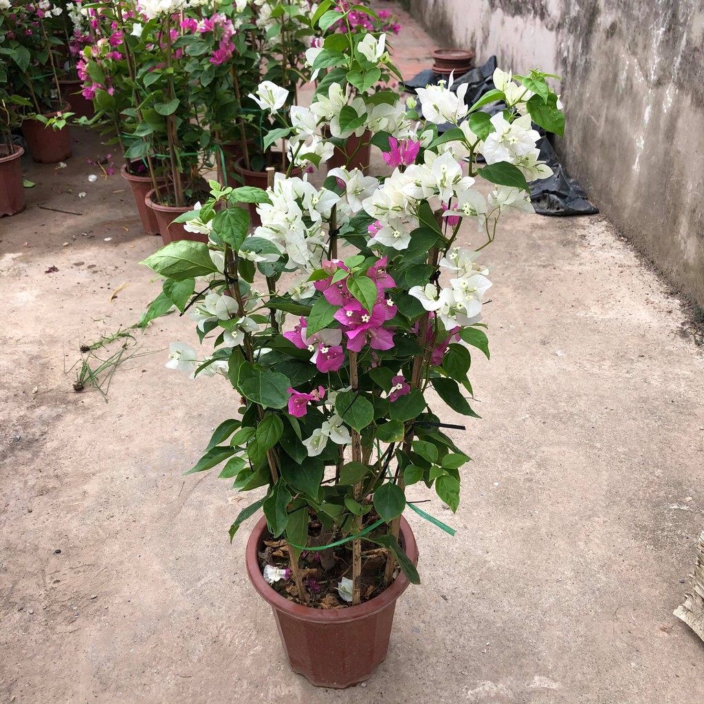 Cây hoa giấy Hai màu (ảnh thật số 2)