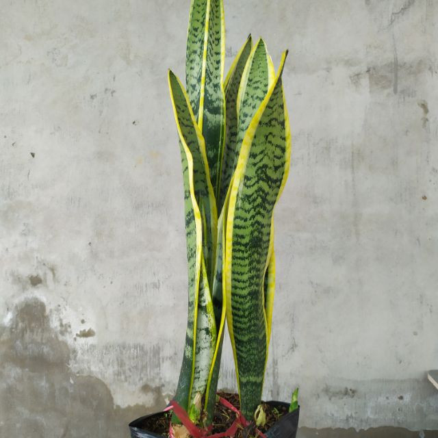 Lưỡi hổ cao - CayGiongTot