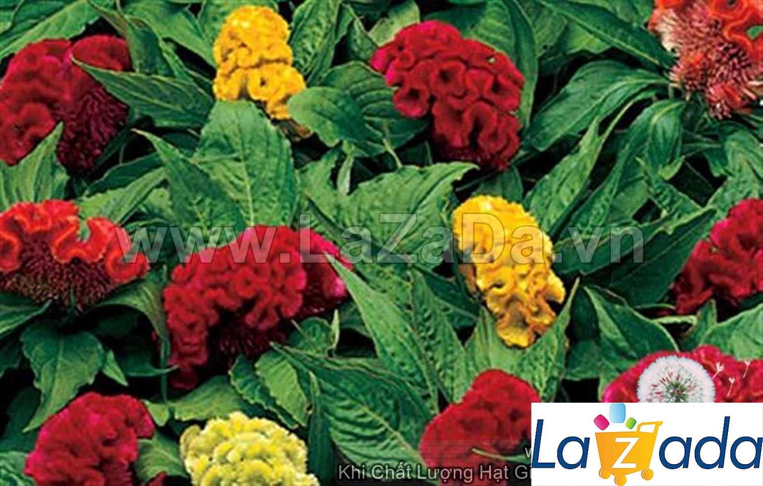 100h Hạt Giống Hoa Mào Gà Búa Lùn 30cm Mix Màu (C4.102| -KD: B20*V22*M240)
