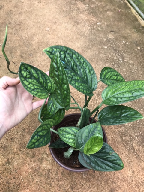 Cây Trầu Bà Hạnh Phúc - cây cảnh trong nhà