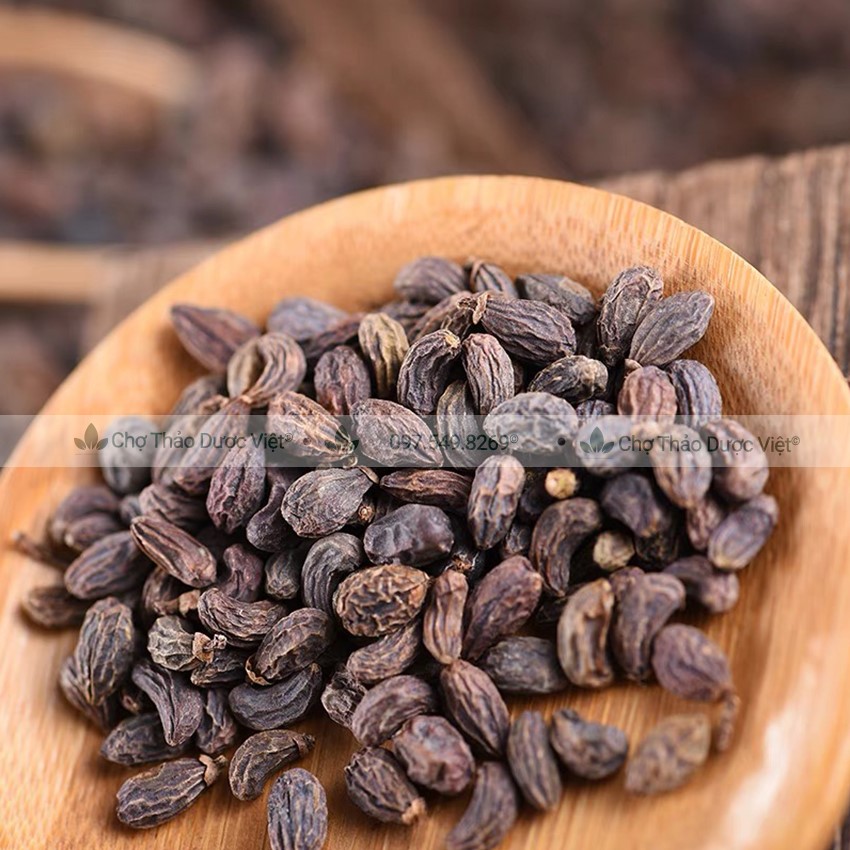 Ngưu bàng tử khô 100g, hạt ngưu bàng, sạch, đẹp, không lẫn tạp chất - Chợ Thảo Dược Việt