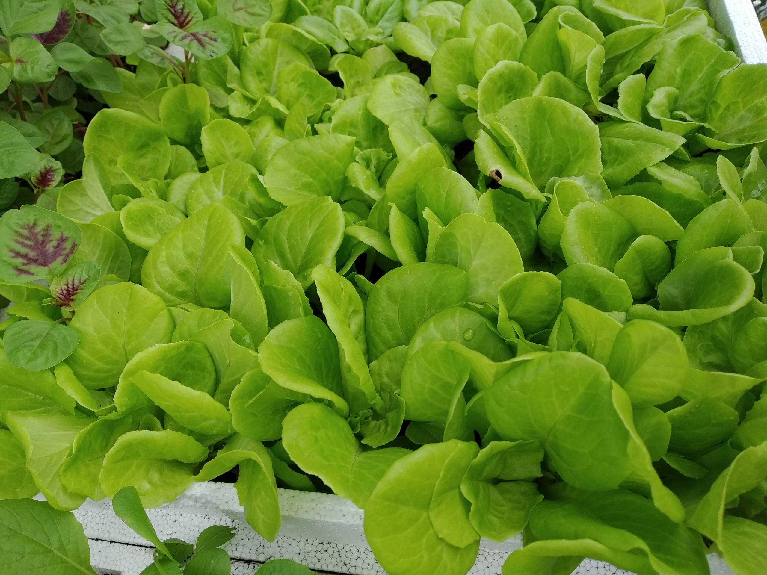 [HCM] Phân hữu cơ Gà Nhật túi 1 Kg