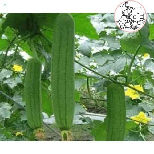 HẠT MƯỚP HƯƠNG - GÓI 10 HẠT