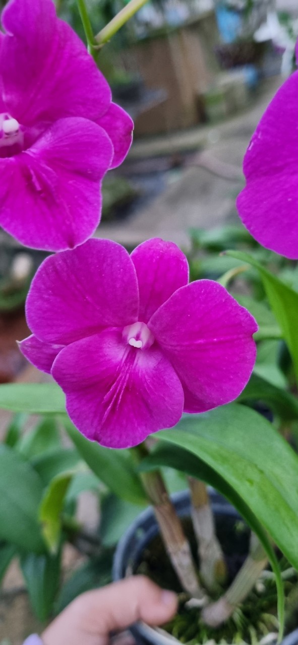 HOA LAN DEN LAI HỒ ĐIỆP 3 LƯỠI