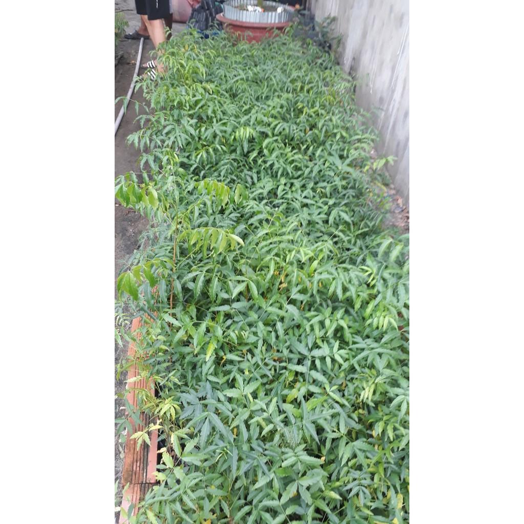 Cây Sầu Đâu Giống