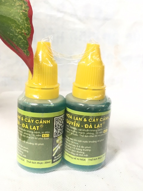 Chế Phẩm Hoa Lan, Cây Cảnh Hùng Nguyễn